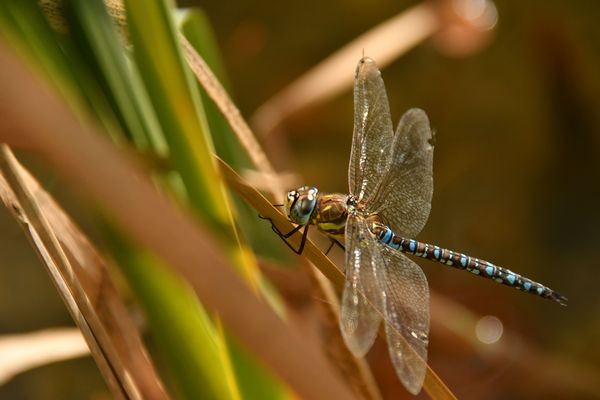 Herbst-Mosaikjungfer