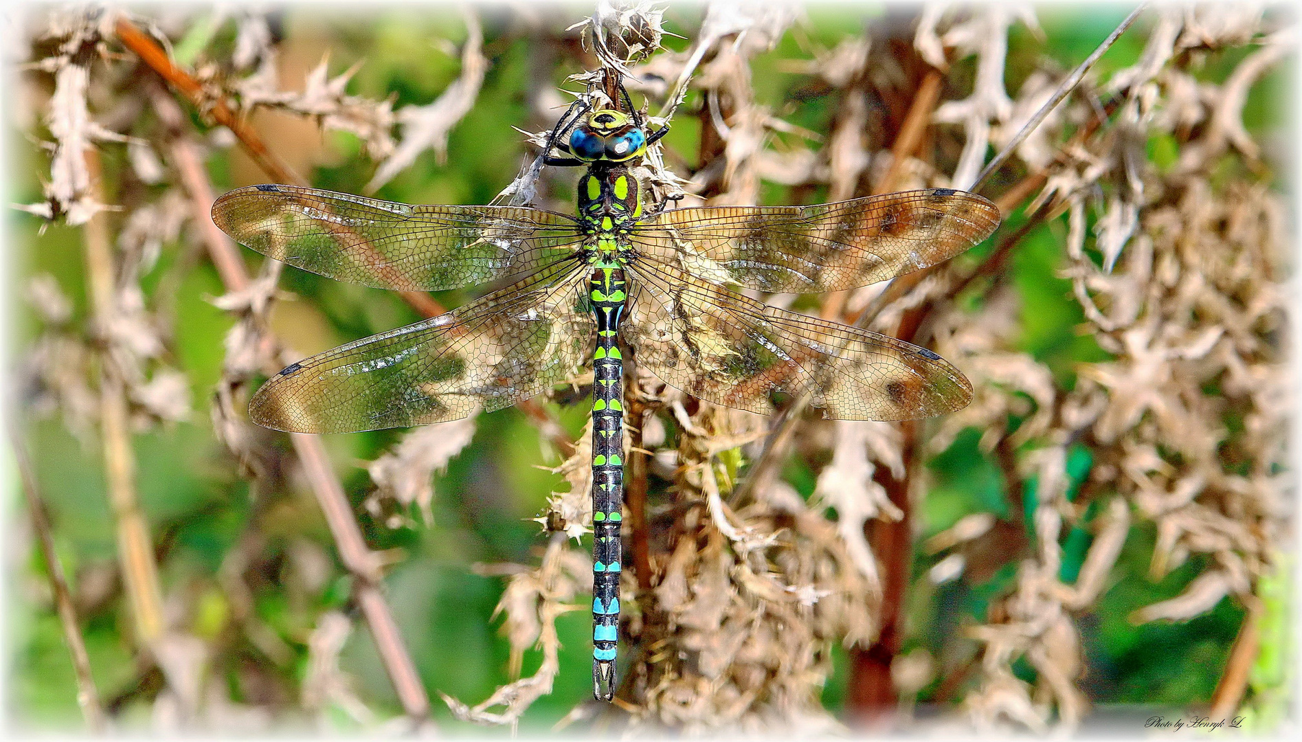 Herbst-Mosaikjungfer