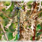 Herbst-Mosaikjungfer