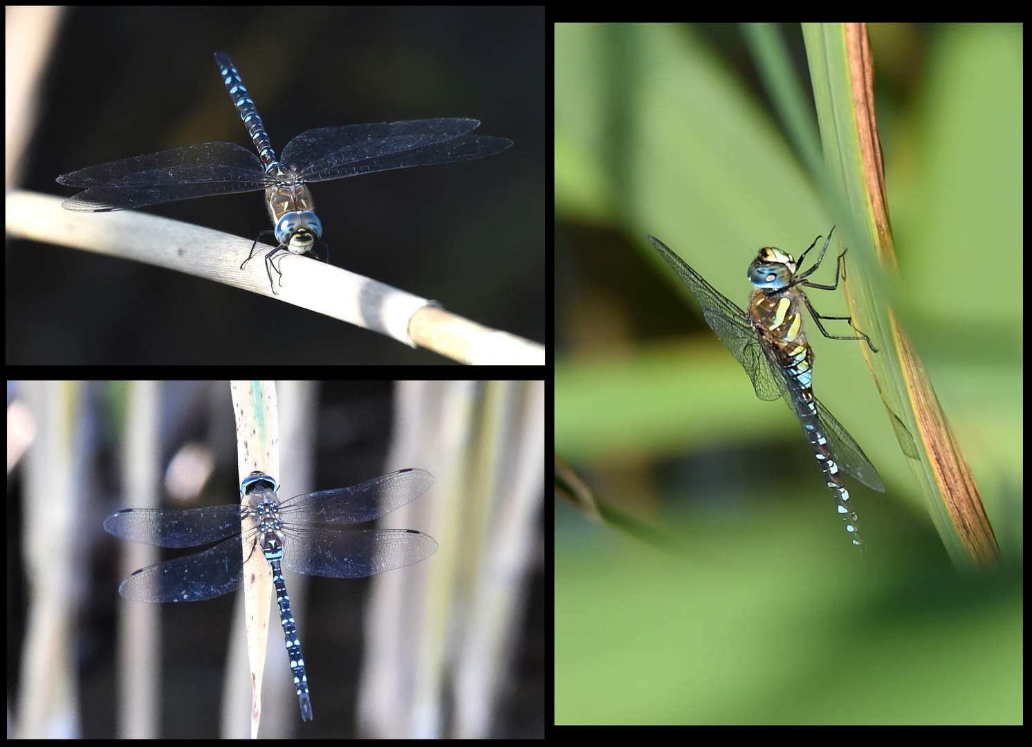 Herbst Mosaikjungfer Collage