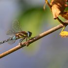 Herbst-Mosaikjungfer