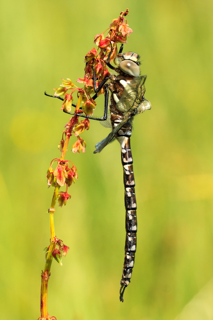 Herbst - Mosaikjungfer