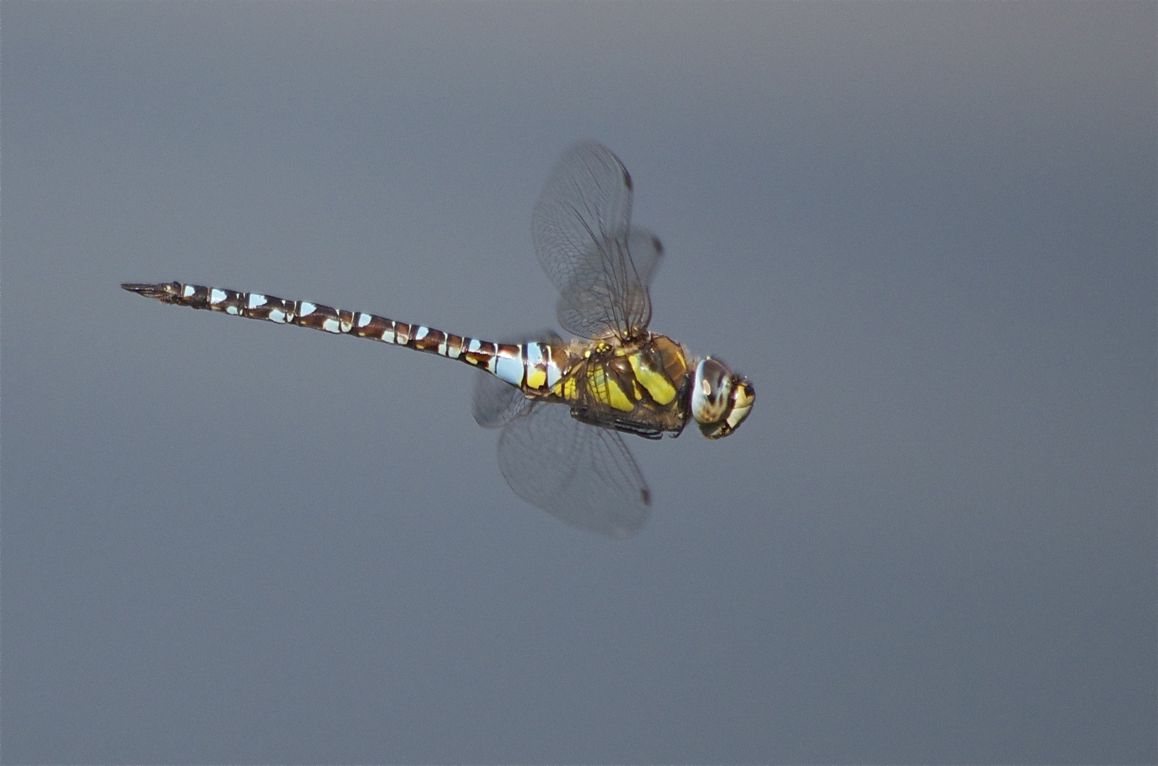 Herbst-Mosaikjungfer Flugstudie VI