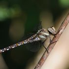 Herbst-Mosaikjungfer frisch geschlüpftes Weibchen