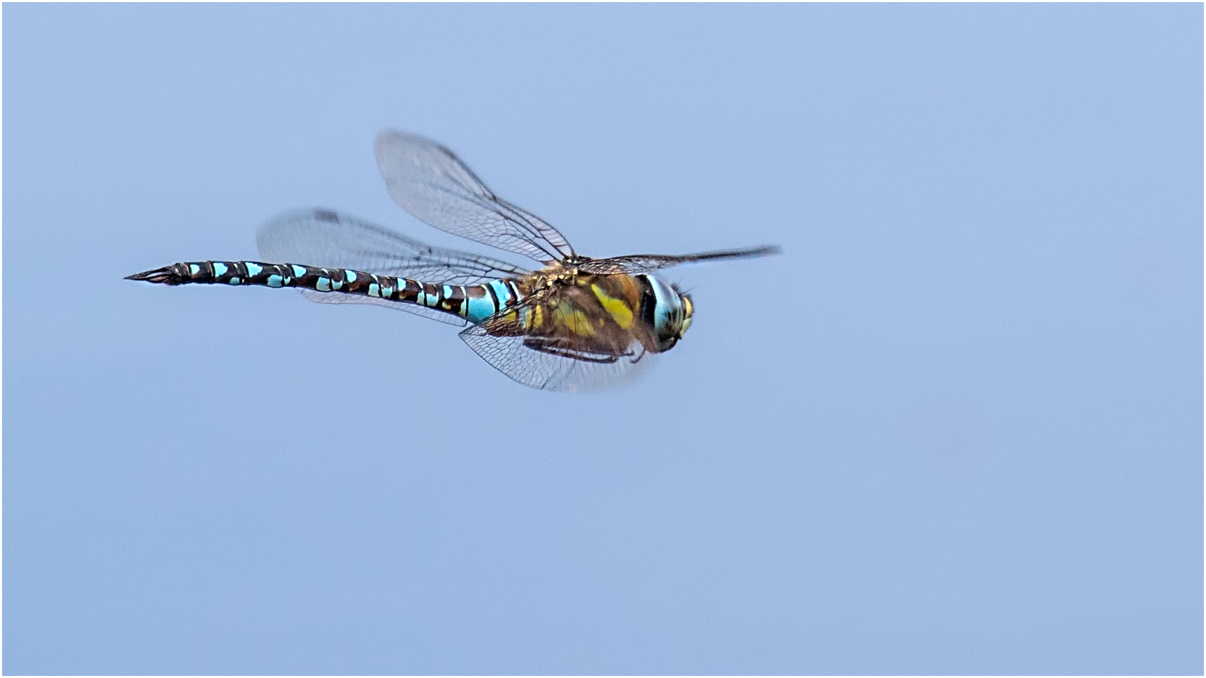 Herbst-Mosaikjungfer im Flug  .....