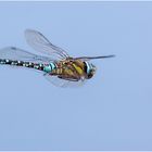 Herbst-Mosaikjungfer im Flug  .....