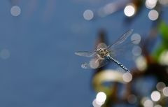 Herbst-Mosaikjungfer im Flug