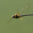 Herbst-Mosaikjungfer im Flug