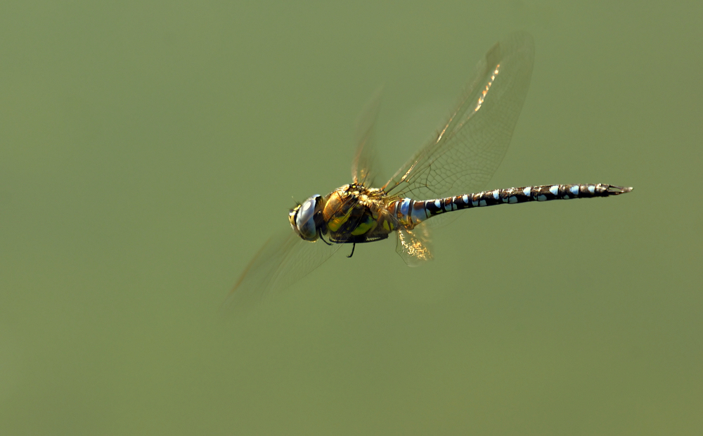 Herbst-Mosaikjungfer im Flug