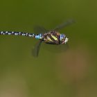 Herbst-Mosaikjungfer im Flug