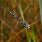 Herbst-Mosaikjungfer im Flug