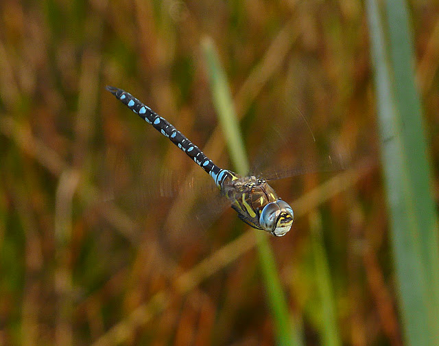 Herbst-Mosaikjungfer im Flug