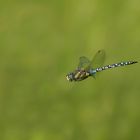 Herbst-Mosaikjungfer im Flug