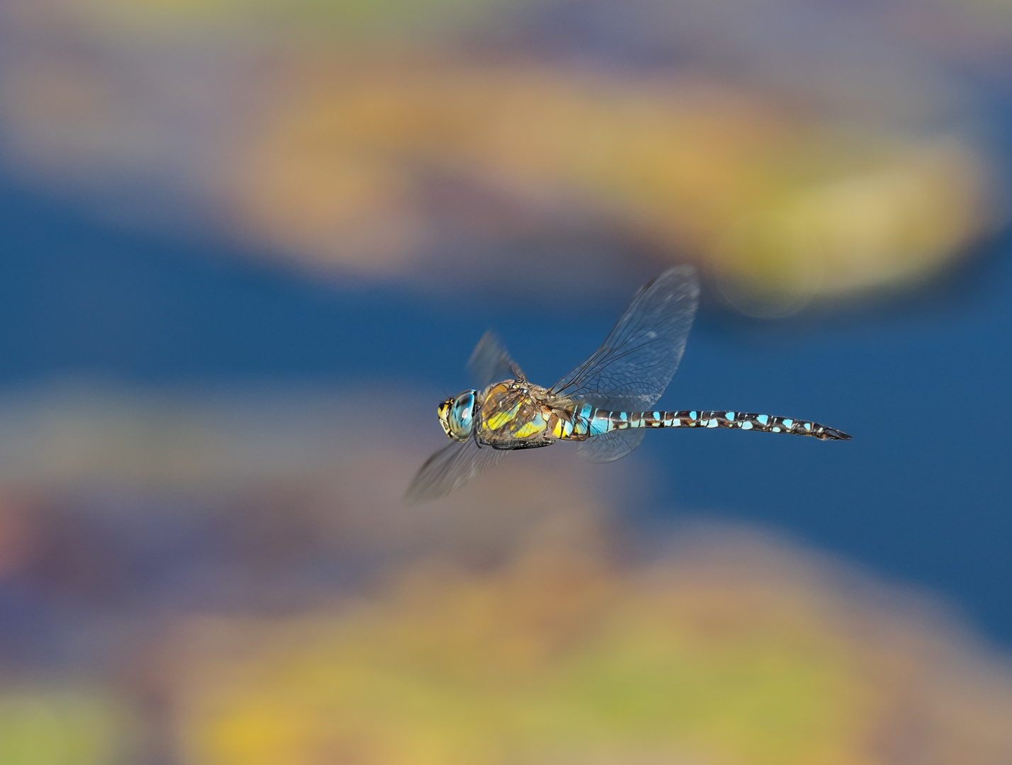 Herbst-Mosaikjungfer im Flug (Aeshna mixta)