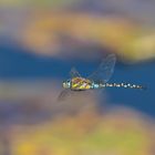 Herbst-Mosaikjungfer im Flug (Aeshna mixta)