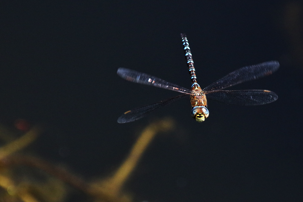 Herbst Mosaikjungfer im Flug