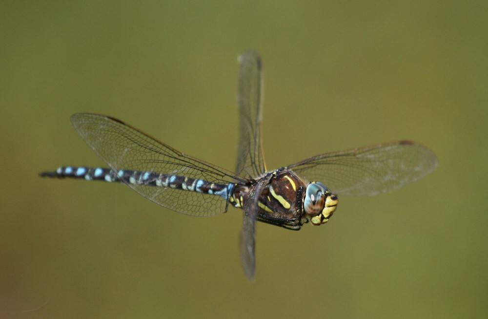 Herbst-Mosaikjungfer im Flug