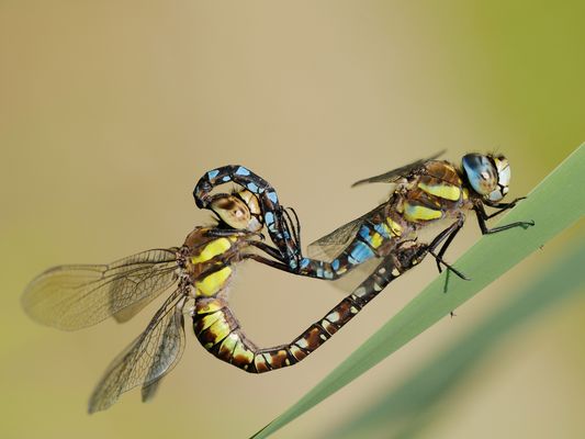 Herbst-Mosaikjungfer im Paarungsrad