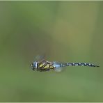 Herbst-Mosaikjungfer  im schnellen Flug