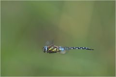 Herbst-Mosaikjungfer  im schnellen Flug