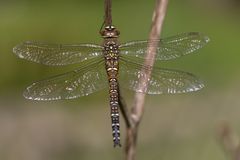 Herbst-Mosaikjungfer im Sonnenlicht