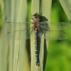 Herbst – Mosaikjungfer: Letztes Sonnenbad?