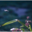 Herbst Mosaikjungfer Libelle
