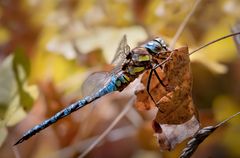 herbst mosaikjungfer m.