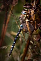 herbst-mosaikjungfer m.