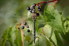 herbst mosaikjungfer m.