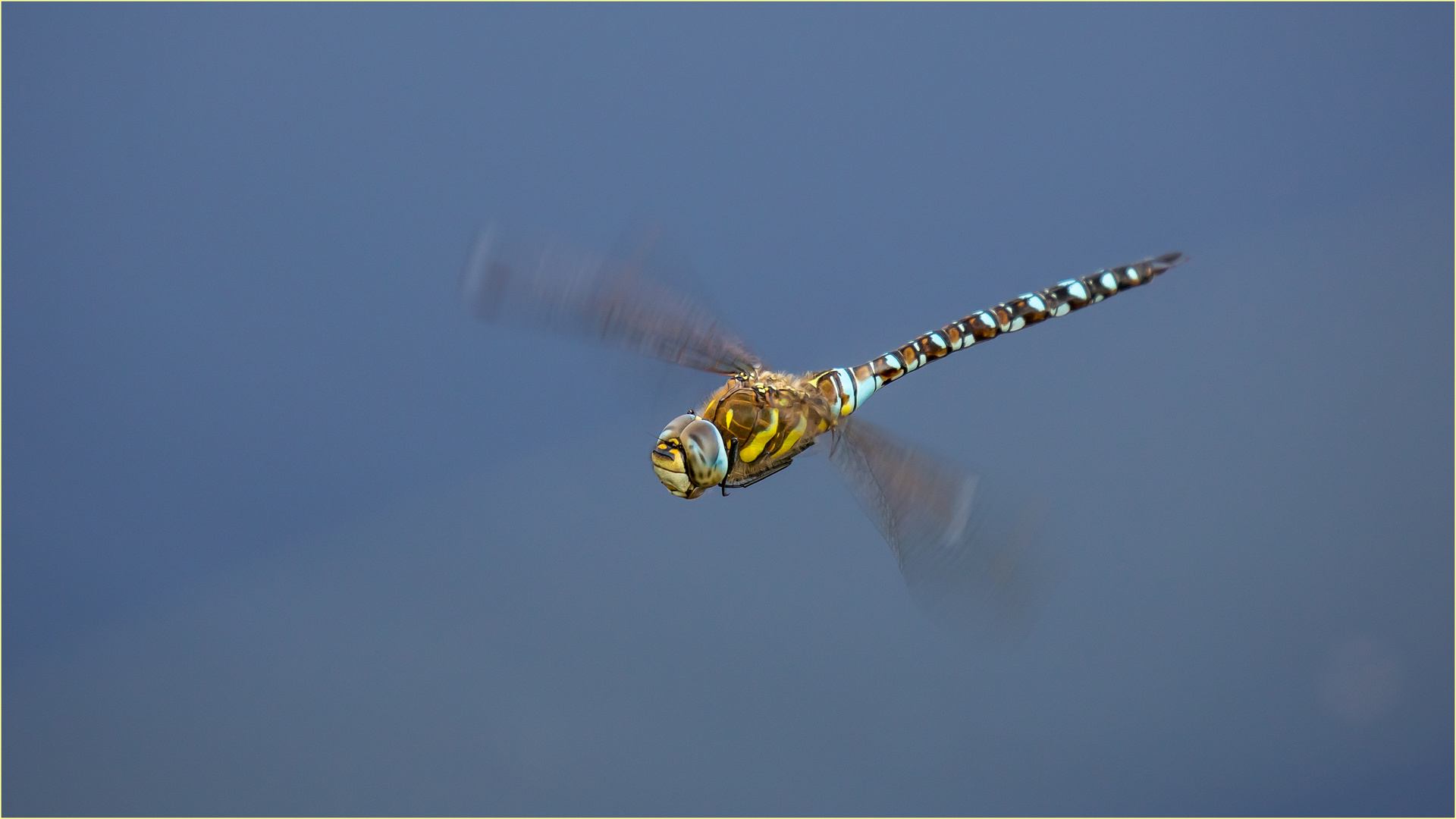 Herbst Mosaikjungfer männl. - Aeshna mixta -  .....