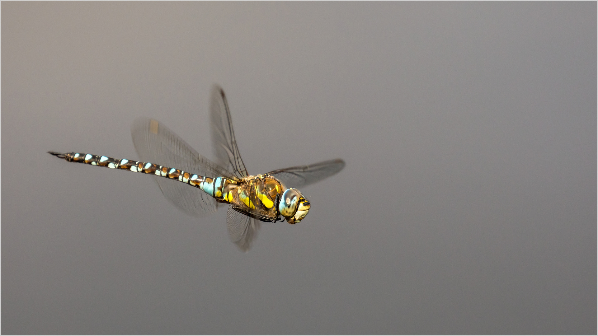 Herbst Mosaikjungfer männl. - Aeshna mixta - im Flug über dem Moorwasser  .....