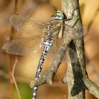 Herbst-Mosaikjungfer © S. Dorner / www.natureandclick.com