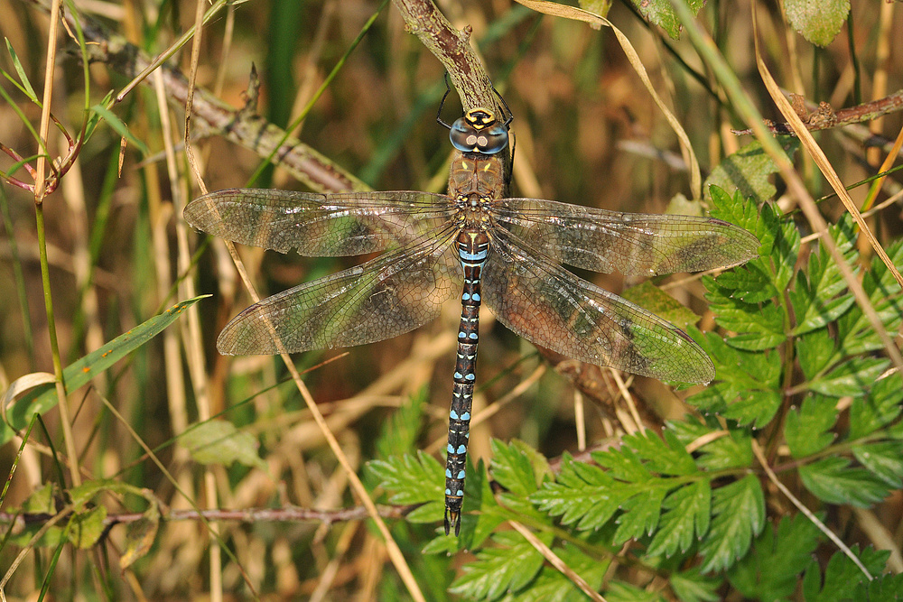 Herbst – Mosaikjungfer – Tag 01