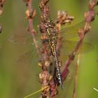 Herbst-Mosaikjungfer (w) im Ansitz