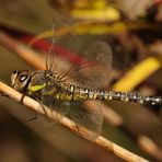 Herbst-Mosaikjungfer Weibchen