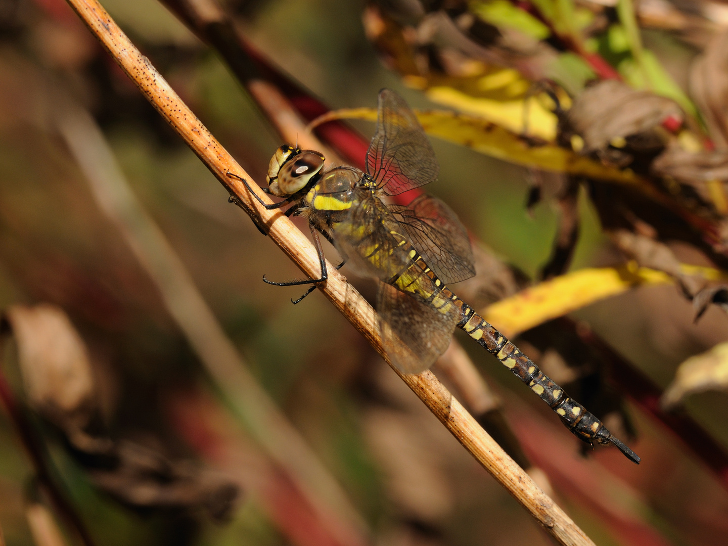 Herbst-Mosaikjungfer Weibchen