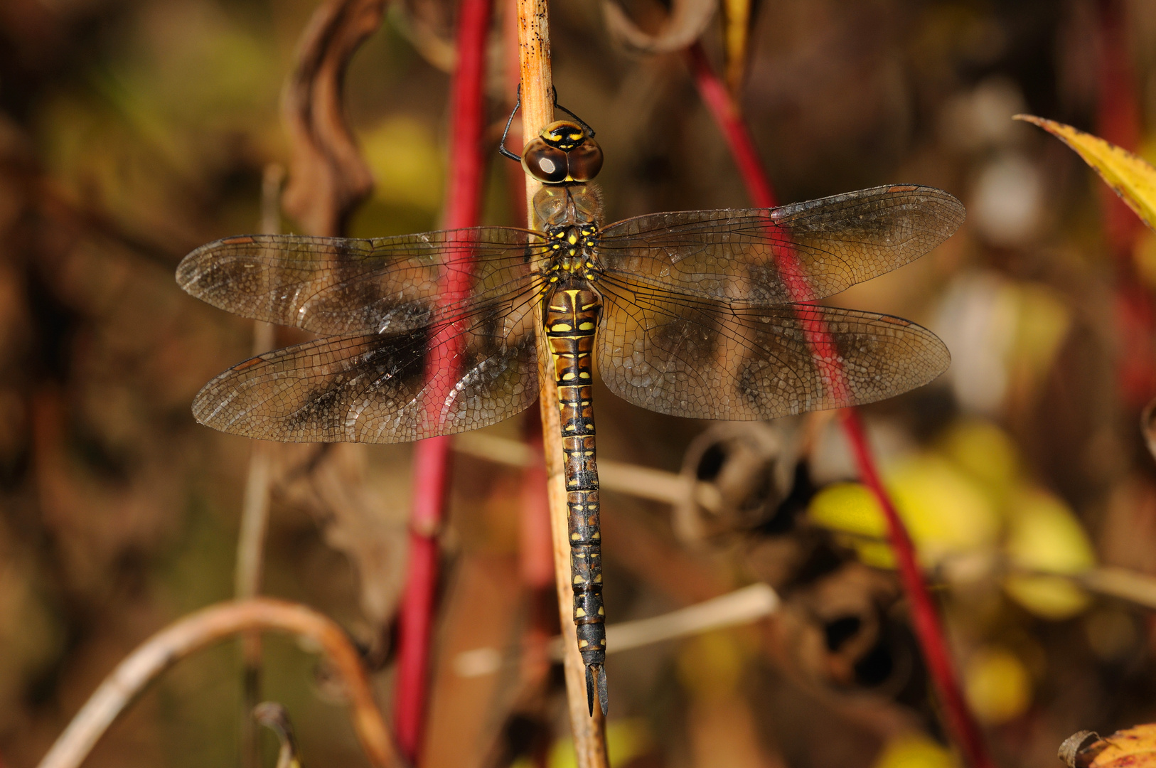 Herbst-Mosaikjungfer Weibchen