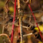 Herbst-Mosaikjungfer Weibchen