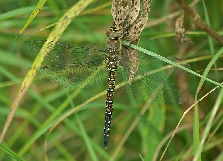 Herbst-Mosaikjungfer, Weibchen