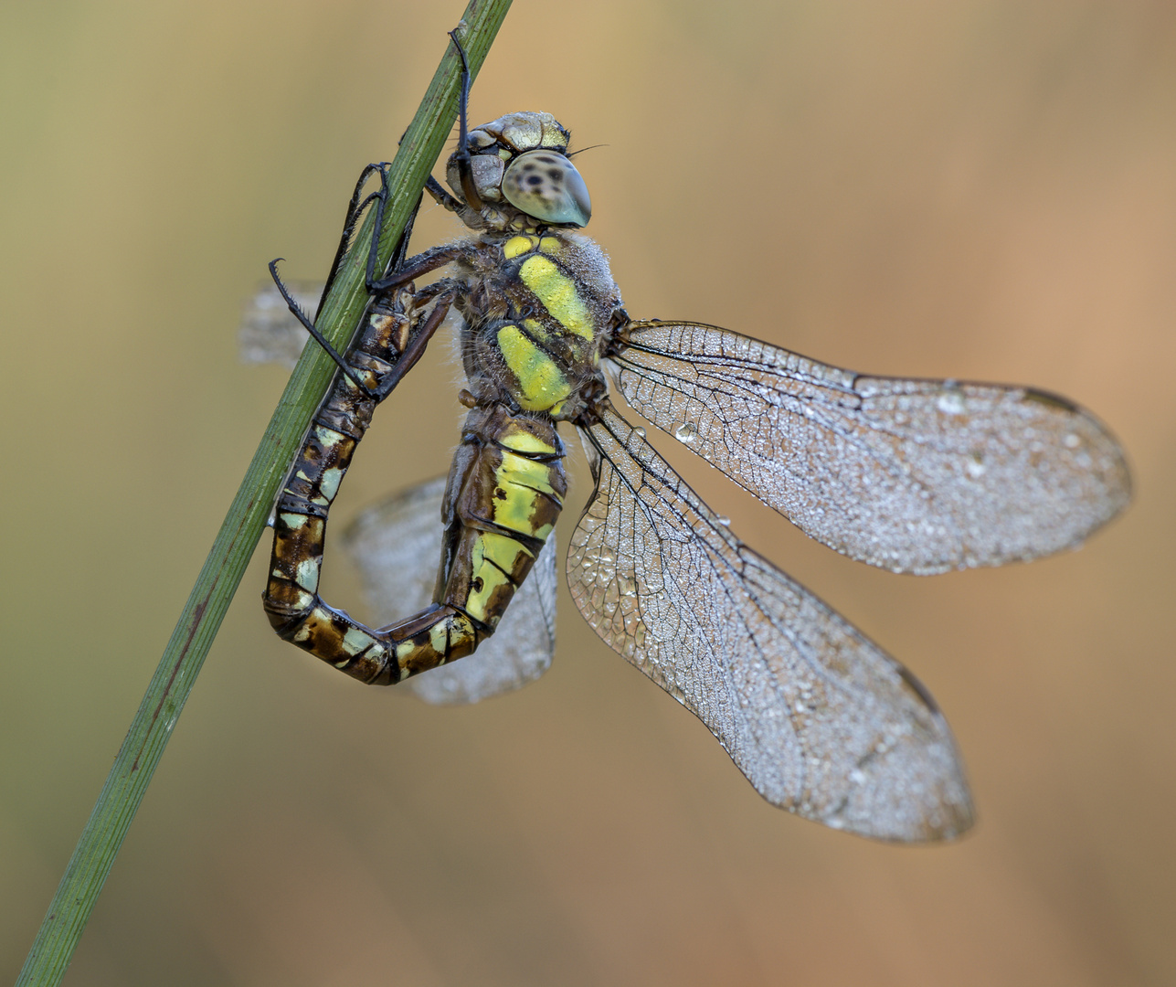  Herbst-Mosaikjungfer-Weibchen (Aeshna mixta) 