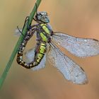  Herbst-Mosaikjungfer-Weibchen (Aeshna mixta) 