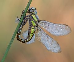  Herbst-Mosaikjungfer-Weibchen (Aeshna mixta) 