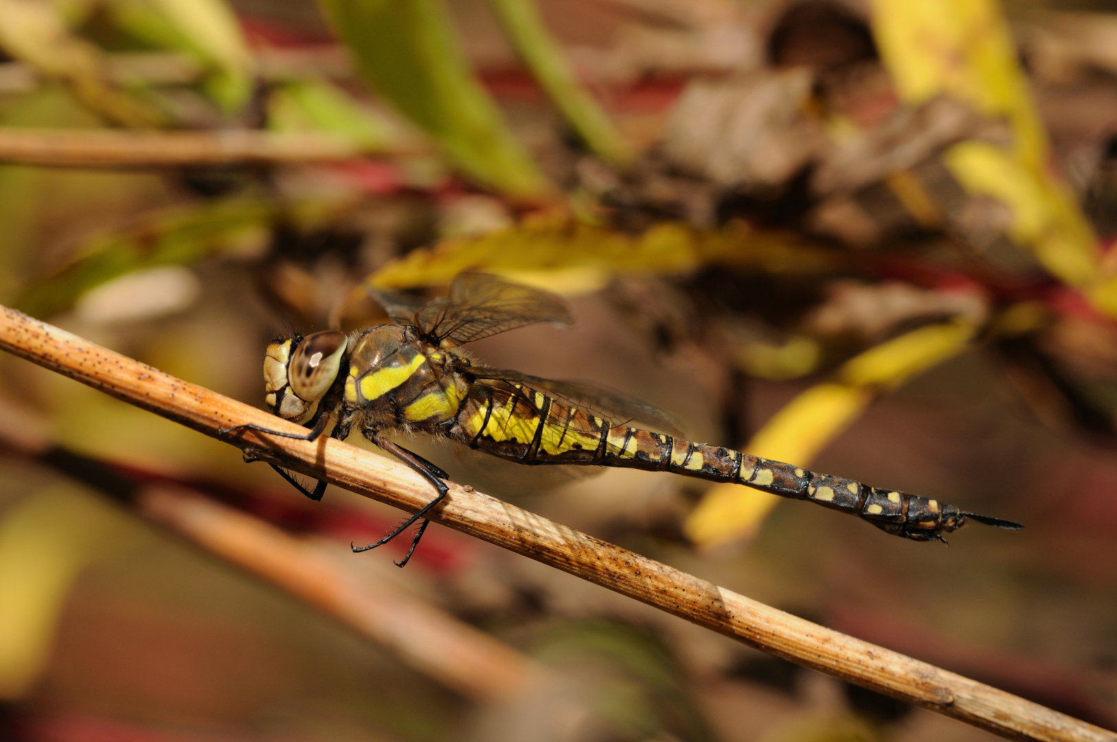 Herbst-Mosaikjungfer Weibchen