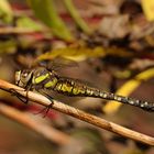 Herbst-Mosaikjungfer Weibchen