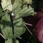 Herbst-Mosaikjungfermännchen (Aeshna mixta)