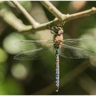 Herbst-Mosaikjungfer,m(Aeshna mixta)