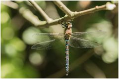 Herbst-Mosaikjungfer,m(Aeshna mixta)