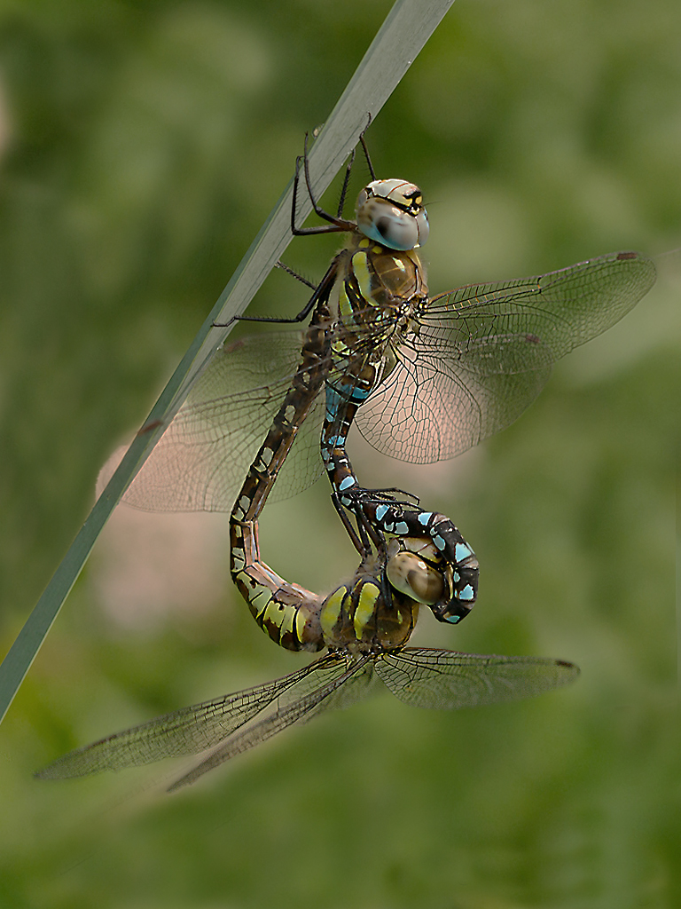 Herbst-Mosaikjungfern-(Aeshna mixta)-Kopula