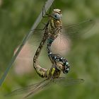 Herbst-Mosaikjungfern-(Aeshna mixta)-Kopula